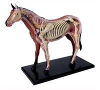 GPDNBIEU, Modèle d'anatomie du cheval 4D, biologie détachable, 26 parties for clinique vétérinaire, formation, enseignement scolaire