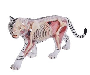 GPDNBIEU, Modèle d'anatomie du tigre Vision 4D, avec 28 organes et parties corps entièrement détachables, puzzle en trois dimensions