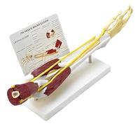 GPDNBIEU, Modèle de ligament nerveux musculaire bande osseuse bras, for la recherche scientifique, l'enseignement médical
