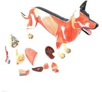 GPDNBIEU, Modèle de squelette en 11 parties, tissus d'organes canins chien, spécimens musculaires, élevage professionnel supérieur