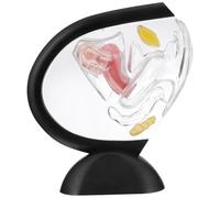 GPDNBIEU, Modèle d'enseignement du vagin de l'utérus transparent, modèle d'utérus féminin détachable, PVC, for les centres recherche