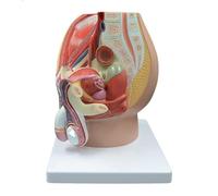 GPDNBIEU, Modèle structurel du système reproducteur masculin, modèle d'anatomie sagittale pelvienne masculine, avec identification numérique