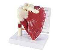 GPI Anatomicals 1810 Modèle de coiffe de rotateurs articulée