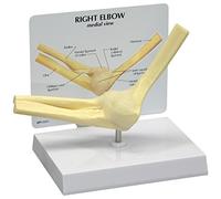 GPI Anatomicals 1830 Modèle de coude basique