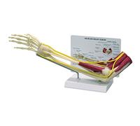 GPI Anatomicals 1850 Modèle de coude musclé