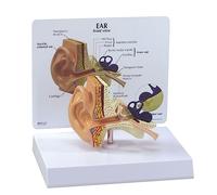 GPI Anatomicals 2250 Modèle d’oreille