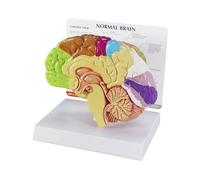 GPI Anatomicals 2950 Modèle de demi-cerveau