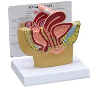 GPI Anatomicals 3500 Modèle de bassin féminin