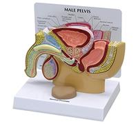 GPI Anatomicals 3550 Bassin masculin avec prostate