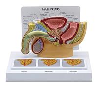 GPI Anatomicals 3551 Bassin masculin avec cadre de prostate en 3D