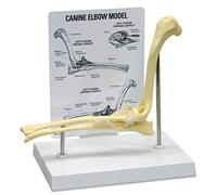 GPI Anatomicals W33357 Coude canin