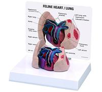 GPI Anatomicals W33375 Modèle de cœur et poumons félins