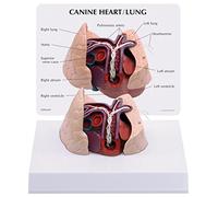 GPI Anatomicals W33376 Modèle de cœur et poumons canins