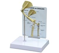 GPI Anatomicals W33378 Modèle d’épaule et de coude félins