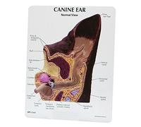 GPI Anatomicals W47850 Modèle d’oreille canine, normale/infectée