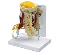 GPI Anatomicals W47853 Épine cervicale musclée Deluxe