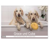 Grace und Cuba - Das verrückte Leben der Golden Girls (Wandkalender 2026 DIN A3 quer), CALVENDO Monatskalender: Ein lustiges Jahr mit zwei Golden Retriever Mädchen