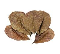 Grade A Terminalia Catappa Foetida Feuilles Island Amandier Cristal Crevettes Qualité de l'eau G9l6 Améliorer Arbre, Catappa Cordon de serrage Tropical pour Maison Arbre Pot Arbre Maille Tree, Catappa
