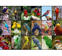 Grafika Collage - Les plus beaux oiseaux du monde - Teile