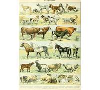 Grafika - Illustrations du Nouveau Larousse Illustré : Mammifères, XIXe Siècle - Puzzle Adulte 1000 Pièces - Fabriqué en France