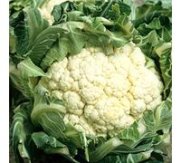 Graine de chou fleur merveille de toutes saisons (1 grammes)