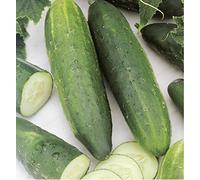 Graine de Concombre Marketer (3 grammes)