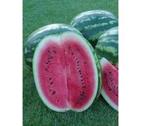 Graine de pastèque: Crimson douce pastèque graines fraîches semences 12