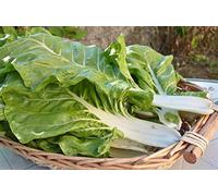 Graine de Poirée Blonde à carde Blanche 2 Blette Bette (5 grammes)