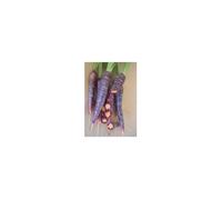 Graine - Semence - Carotte Purple Haze HYBRIDE F1