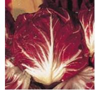 Graine - Semence - Chicorée à large feuille rouge de Vérone
