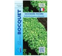 Graine - Semence - Chicorée frisée endivette toujours blanche