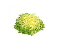 Graine - Semence - Chicorée frisée grosse pommant seule