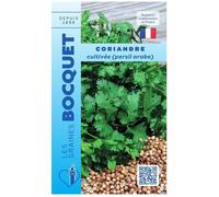 Graine - Semence - Coriandre cultivée
