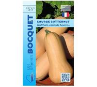 Graine - Semence - Courge Butternut 'Noix de beurre'