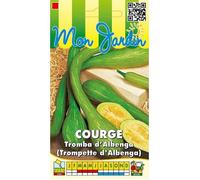 Graine - Semence - Courge Tromba d'Albenga