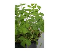Graine - Semence - Fenugrec (Trigonella foenum-graecum)