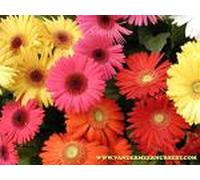 Graine - Semence - Gerbera HYB F1 vivace varié