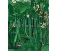 Graine - Semence - Haricot à rames plat Planeta - 70g