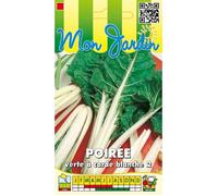 Graine - Semence - Poirée verte à carde blanche-2