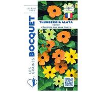 Graine - Semence - Thunbergia alata ou Suzanne aux yeux noirs variée