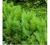 Vilmorin Sachet graines Aneth Officinal Bio - Anethum graveolens