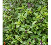 Graine - Vilmorin - Basilic Cannelle