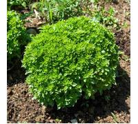 Graine - Vilmorin - Basilic Fin Vert - BIO