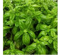 Vilmorin Basilic Genovese bio