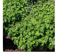 Vilmorin Sachet de graines Basilic Grand Vert