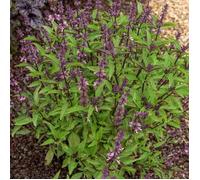 Vilmorin – Basilic Thaï – Parfums mêlés d'estragon et d'anis – Facile à réussir