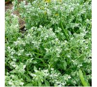 Vilmorin - Sachet graines Bourrache Blanche