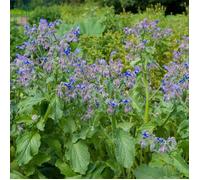 Graine - Vilmorin - Bourrache Officinale