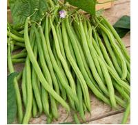 Graine - Vilmorin - Haricot Emérite - 20 m