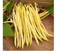 Graine - Vilmorin - Haricot Grimpant Beurre Monte Gusto - 5 m